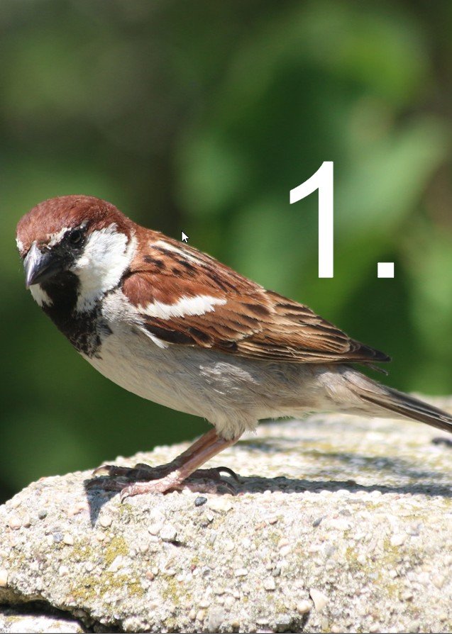 Top 3 Vogelarten, Italiensperling, Kohlmeise, Buchfink Pixabay, S. Kusstatscher