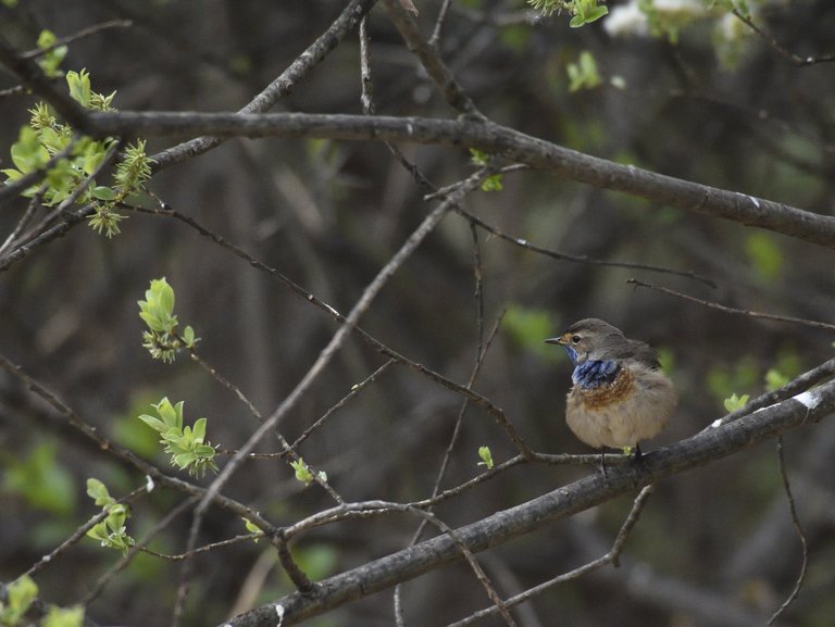 Blaukehlchen E. Gasser